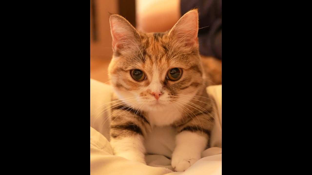 ブロリーのふみふみ #マンチカン #猫動画