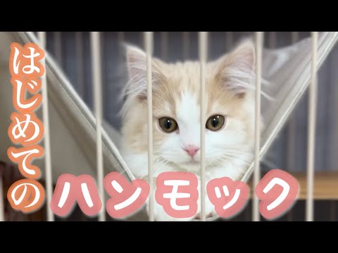 初めてのハンモックでフィギュアスケート並みの演技をする子猫がこちら