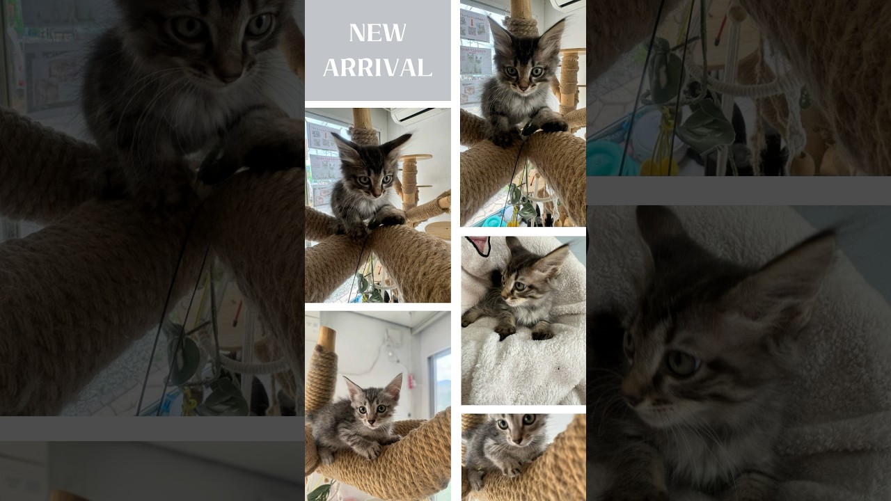 【家族募集中】クリリアンボブテイル の子猫たち！ #かわいい子猫を毎日紹介しています #cat #catcute #子猫 #かわいい子猫 #クリリアンボブテイル @kichifrost