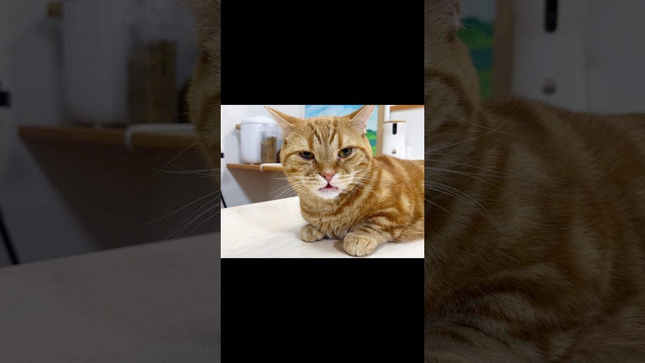 マンチカンのちゃびは知っているPART.Ⅱ #猫 #マンチカン #shorts