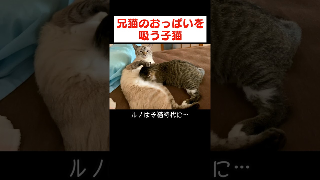 母猫が恋しくなった子猫のとった行動が尊すぎます…　#猫 #愛猫 #猫のいる暮らし #おっぱいを吸う子猫 #cat