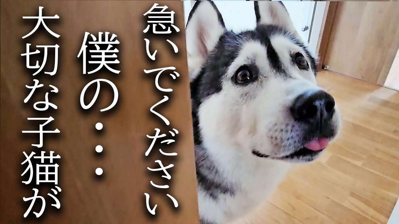 ハスキー犬がクンクン騒いでるのでついて行くと子猫が...
