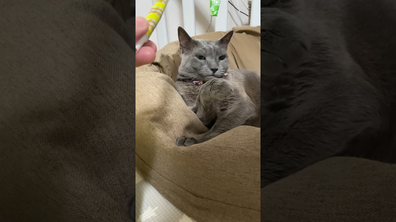 20240629 #shorts #cat #猫 #ロシアンブルー
