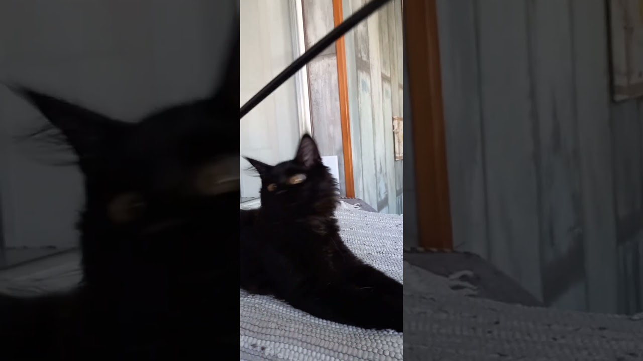Handsome Maine Coon Kitten in a Black Fur Coat Duncan