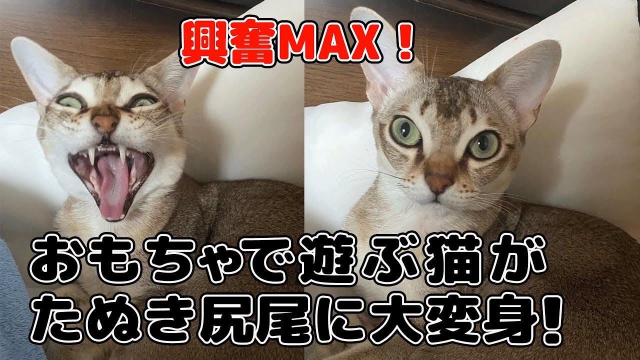 【シンガプーラ】興奮MAX！おもちゃで遊ぶ猫がたぬき尻尾に大変身！#cat #シンガプーラ #猫のいる暮らし #興奮