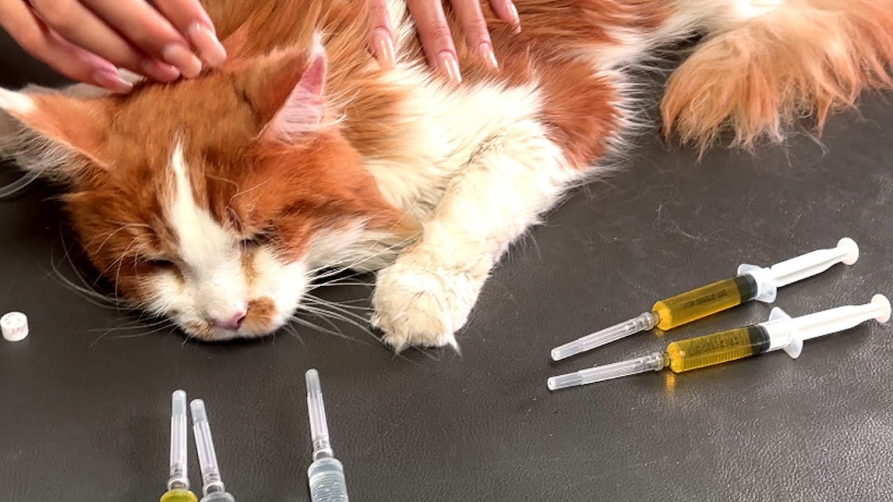 毎日大量の注射を打たれた猫に下された健康診断の結果が衝撃的だった‥
