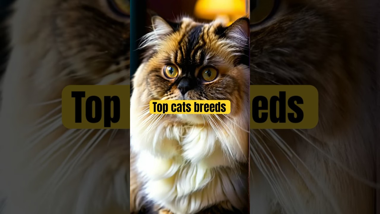 Top cats breeds #cats #catfacts #catlover ￼