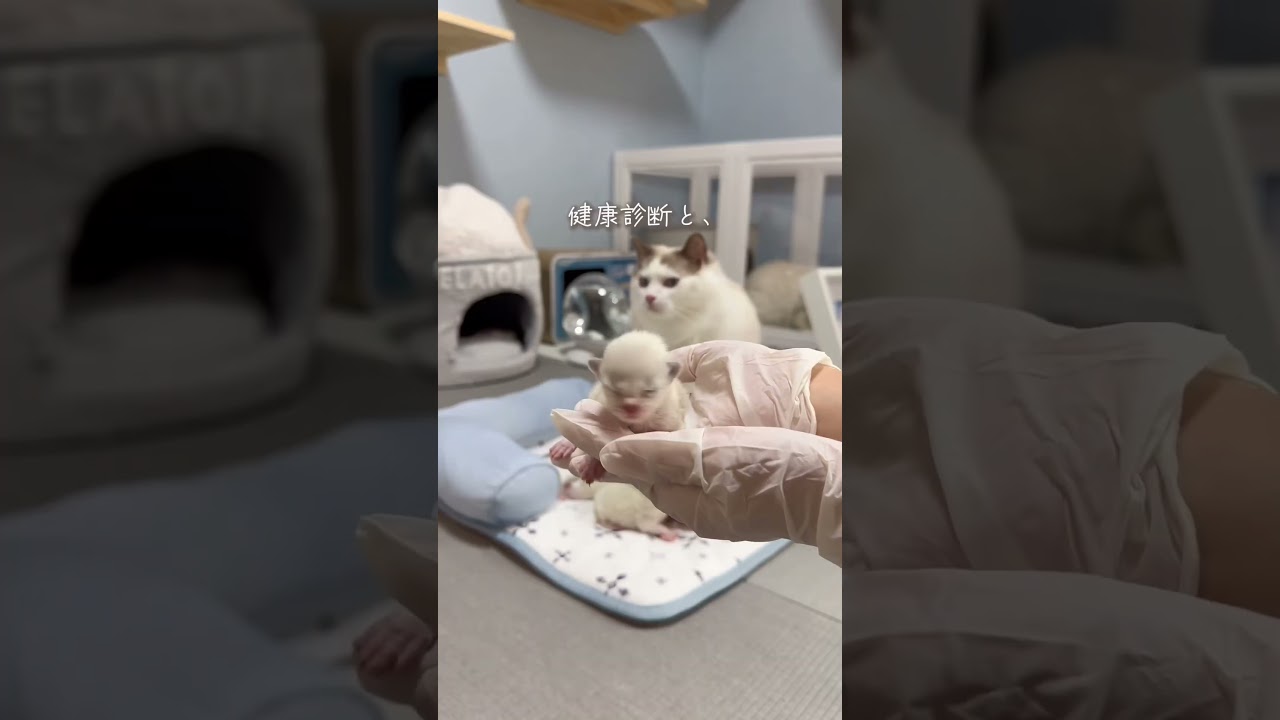 ママになった猫さんの日常は……☀️#ラグドールブリーダー#ラグドール#ラグドール子猫#猫ブリーダー#猫のいる暮らし