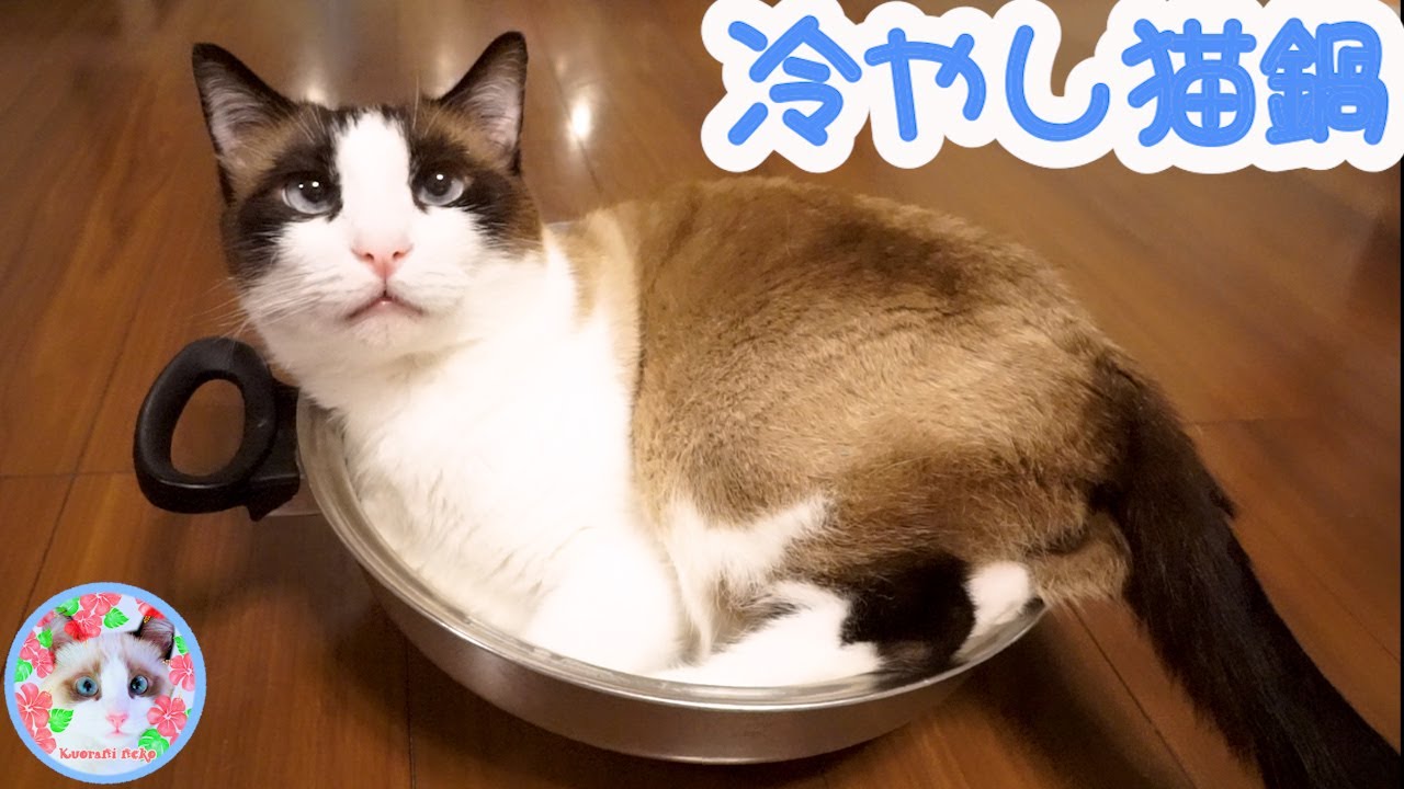 猫鍋に入ってみたネコが、猫は液体を証明出来るのでしょうか？