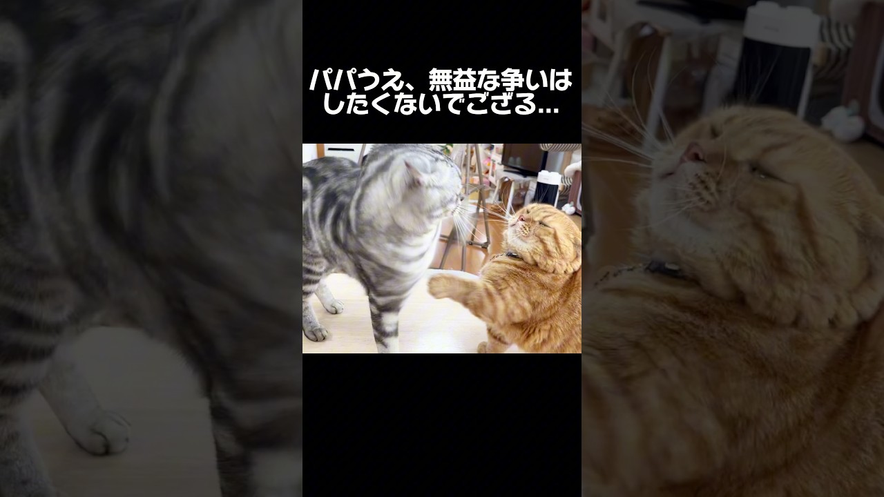 息子にちょっかい出してたら... #猫 #マンチカン #shorts