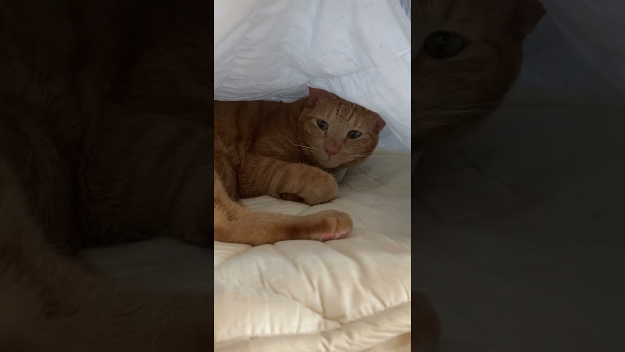 【茶トラ猫】ジラフの姿が見えないと思ったらこんなところに、、、#shorts