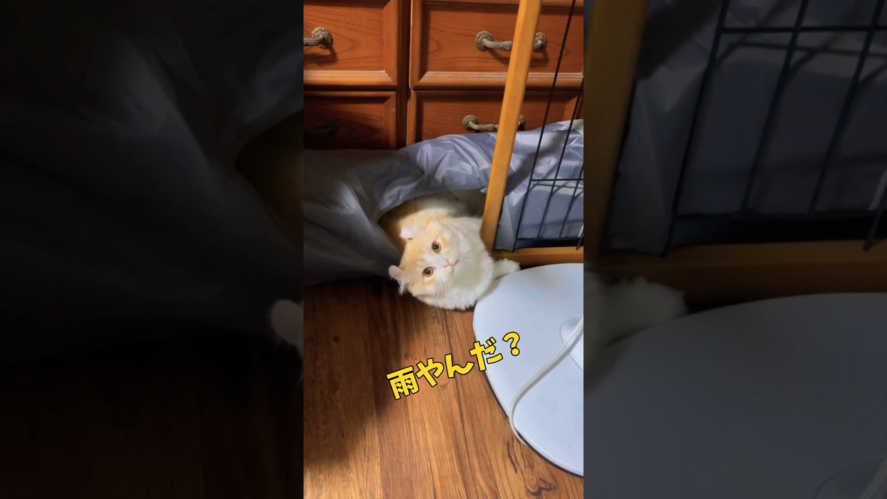【キンカロー】雷雨ビビり散らかしお篭り猫【マンチカール】