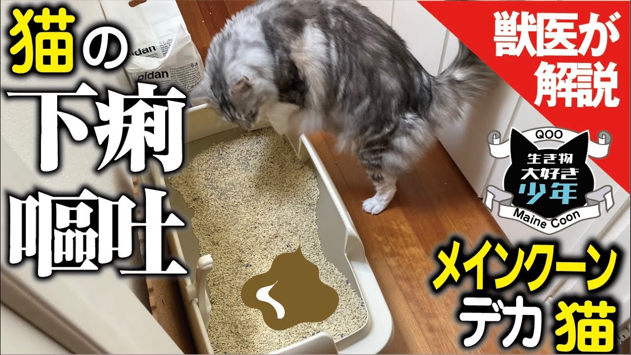【メインクーン】調子が悪くて下痢と嘔吐！お尻のユル便をふこうとする飼い主に怒って威嚇。猫の下痢と嘔吐について獣医師が解説