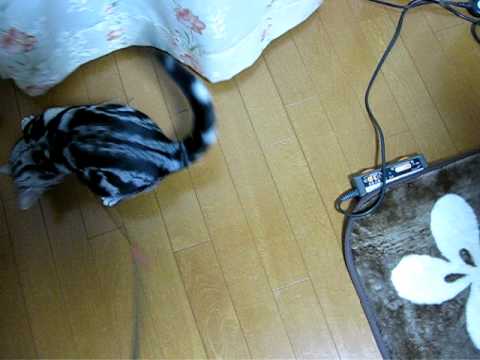 アメショのマルちゃん（猫じゃらし修理で追う）
