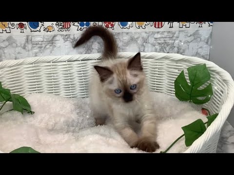 ラグドール♀2407D0514