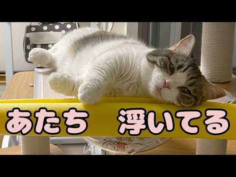 マンチカン用キャットタワー改造計画 壱の型【4週目】