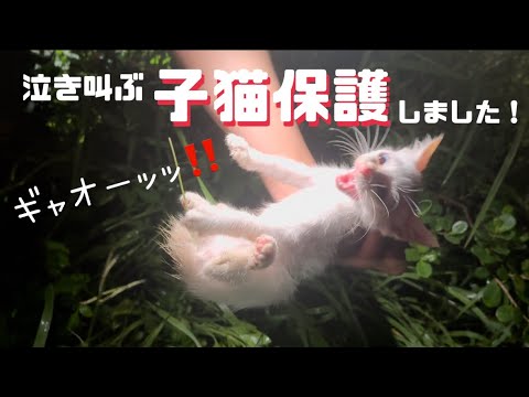 [子猫保護]泣き叫んでいた子猫を保護しました！