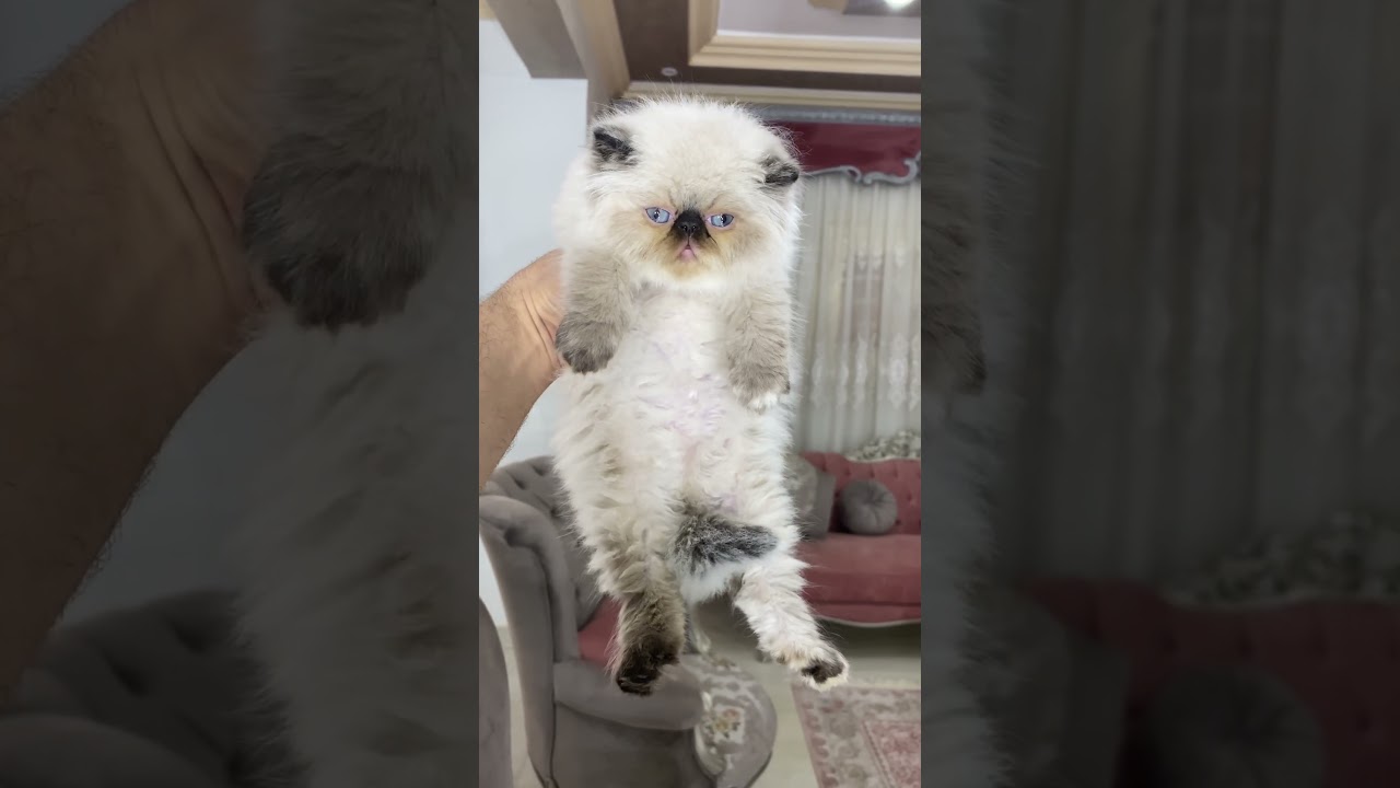 احلي لون عيون قطط 🥰 #cat #cats #cutecat #kitten #kitty #pets #pet #cute