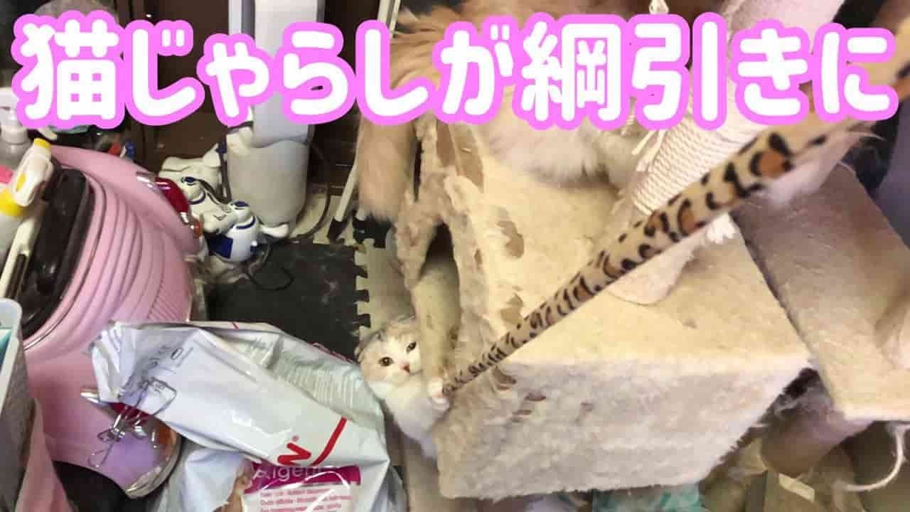 猫じゃらしで遊ぶスコティッシュフォールドねこ