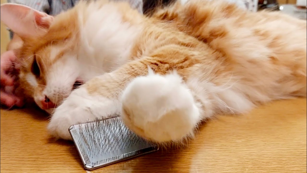 ブラッシングおねだりが上手な猫 → その後あの子たちも来る～きっと来る～ #ソルマニ #ノルウェージャンフォレストキャット