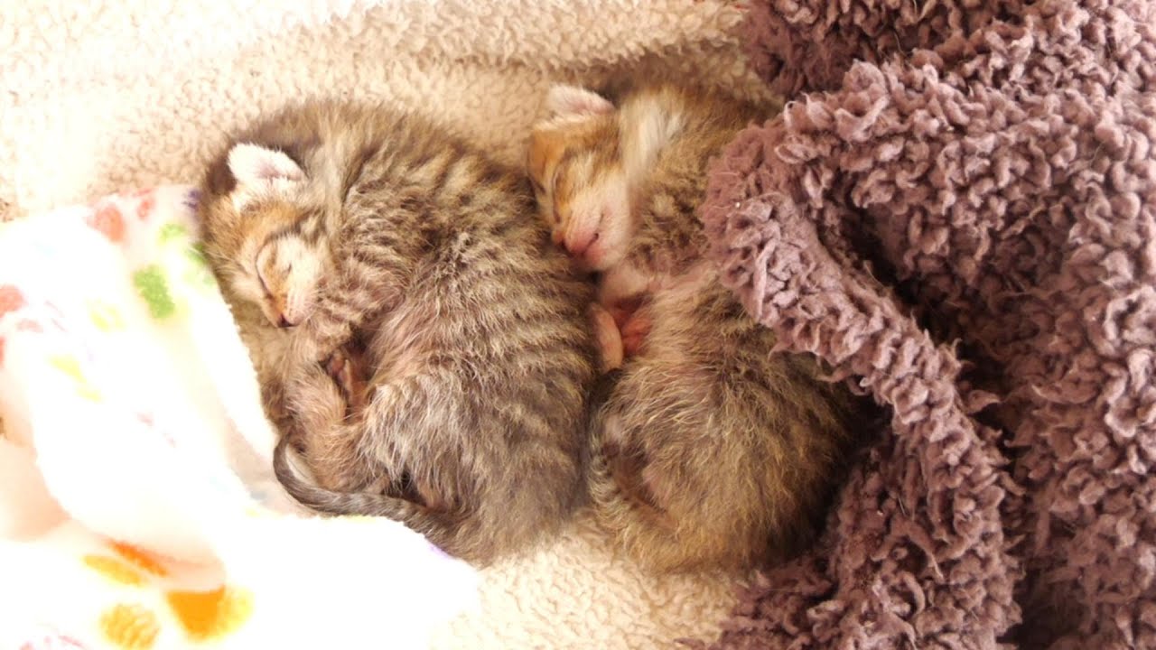 ミルクの後は仲良くニャンモナイトになる子猫【赤ちゃん猫　保護猫】