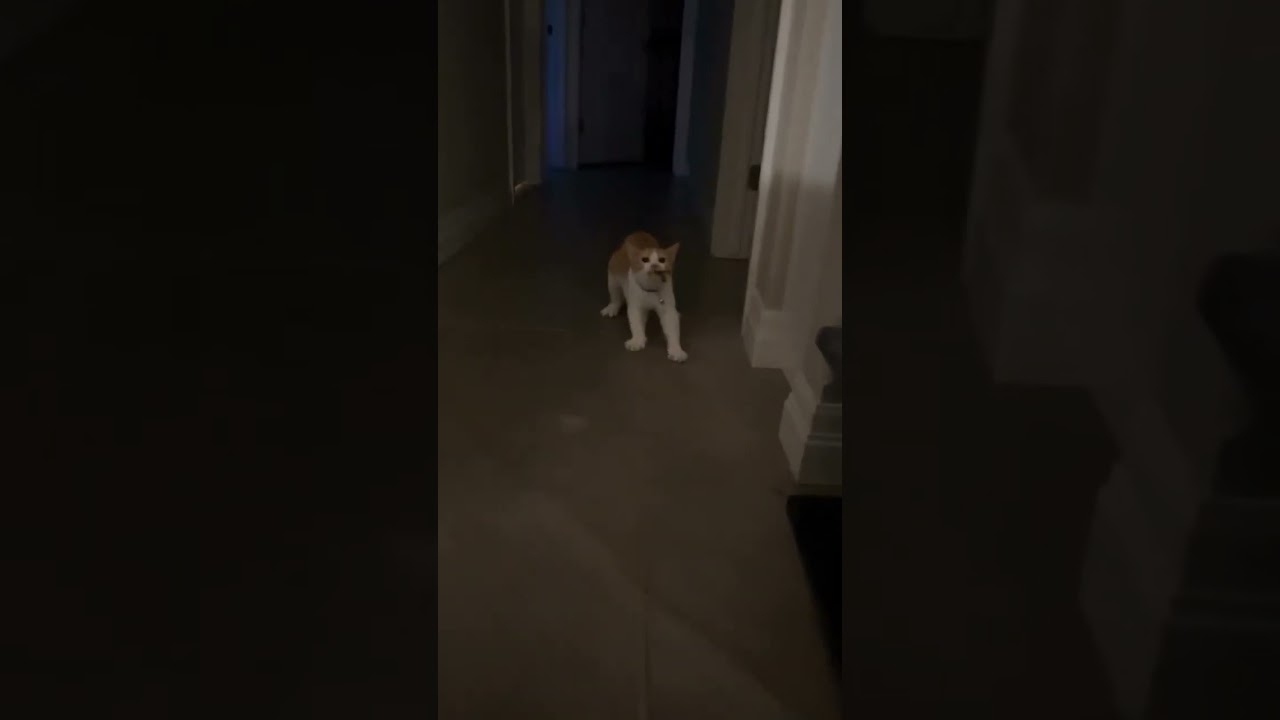 Manxcat Playing with me