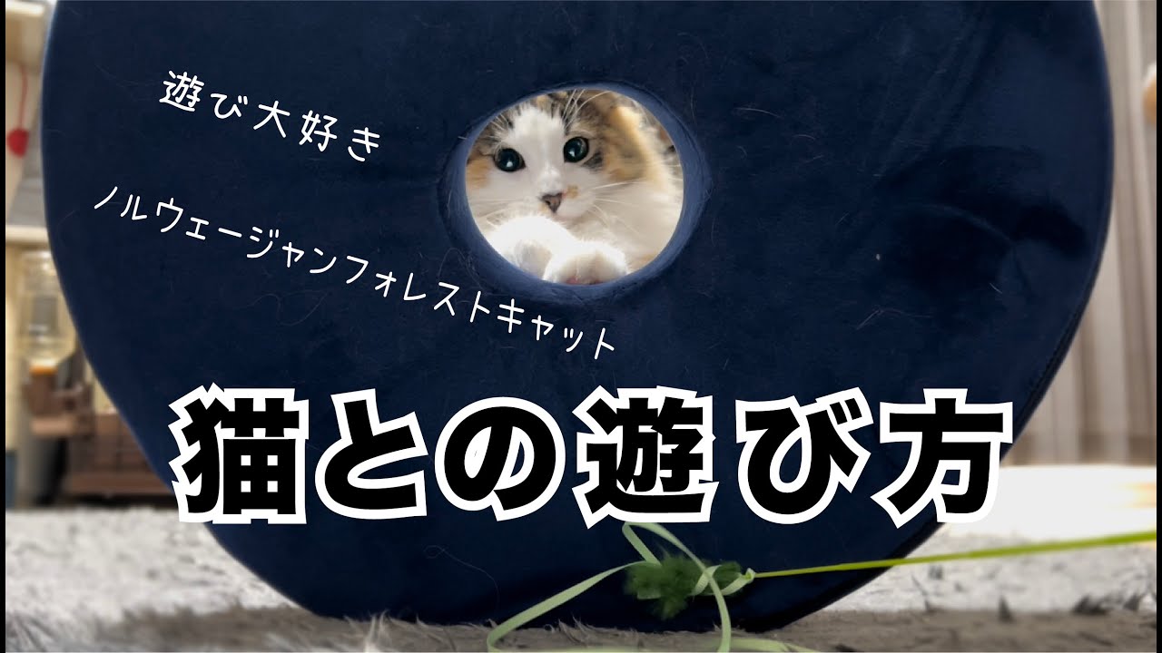 猫との遊び方！みかんちゃん編【ノルウェージャンフォレストキャット】