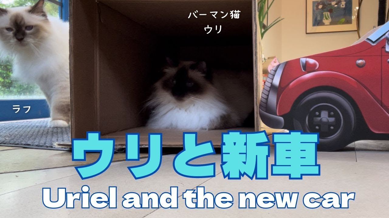 バーマン猫ウリとラフ【ウリと新車】Uriel and the new car（バーマン猫）Birman/Cat