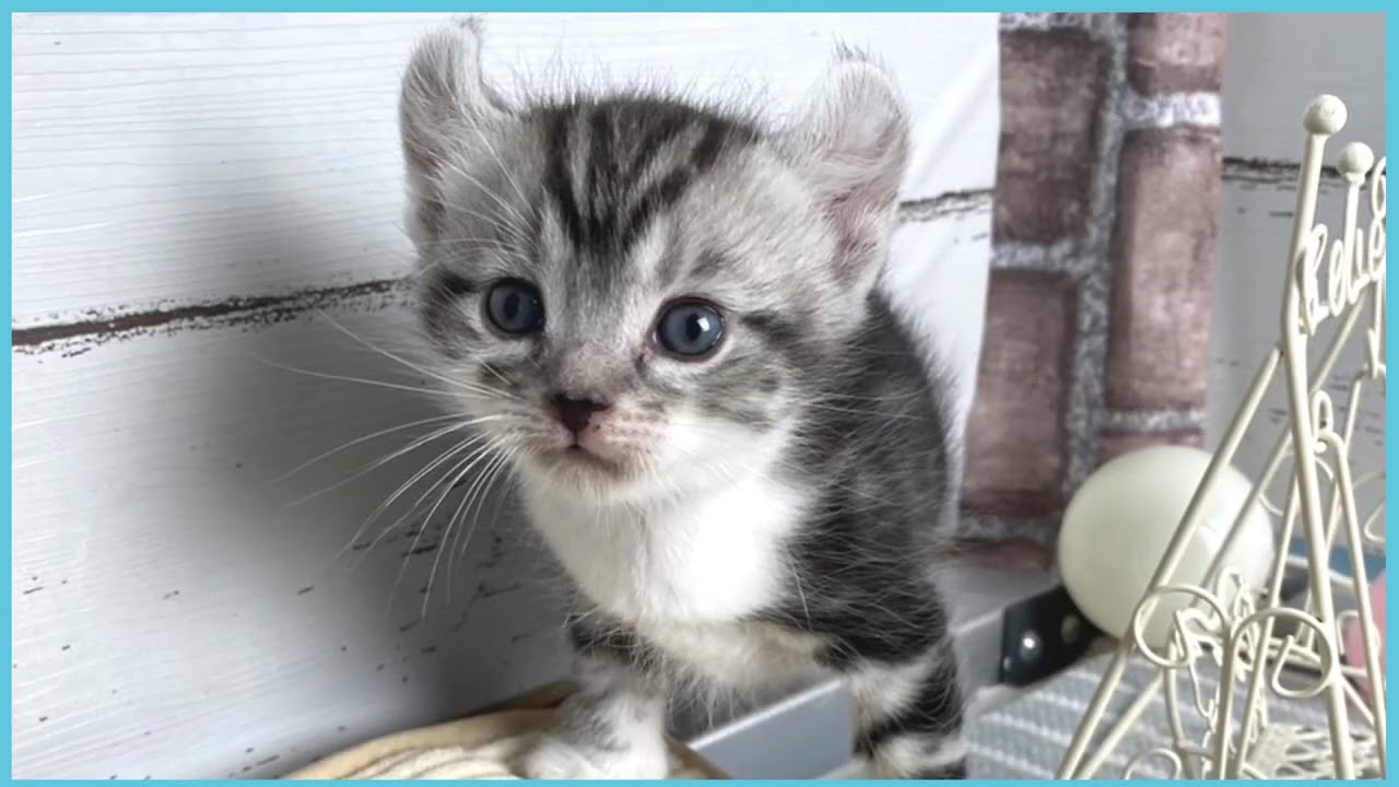 ペットショップCOO&RIKU No00681751(アメリカンカール)