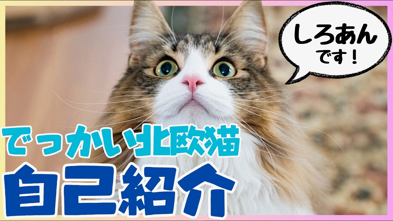 【自己紹介】はじめまして、でっかい北欧猫のしろあんです！【ノルウェージャンフォレストキャット】