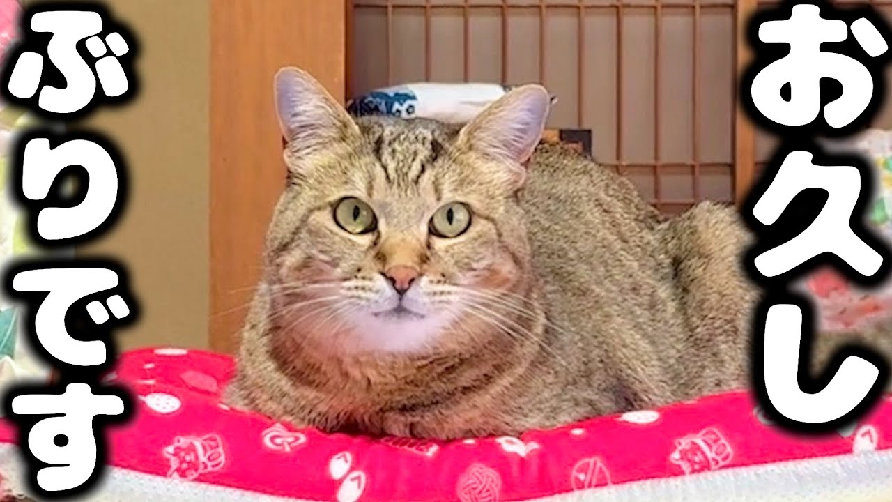ママの子宮頸がんと今後のチャンネルについて…