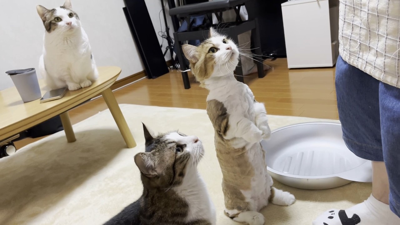 豆大福と並ぶと子猫に見えてくるお尻がかわいい猫