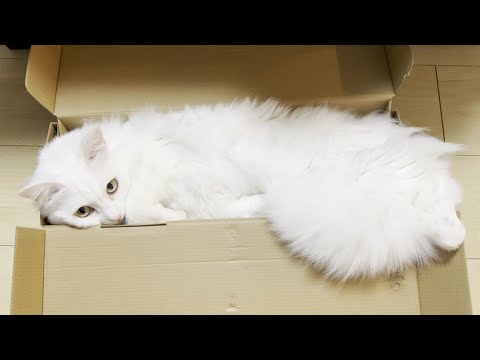 細長い箱にすっぽり入るネコ