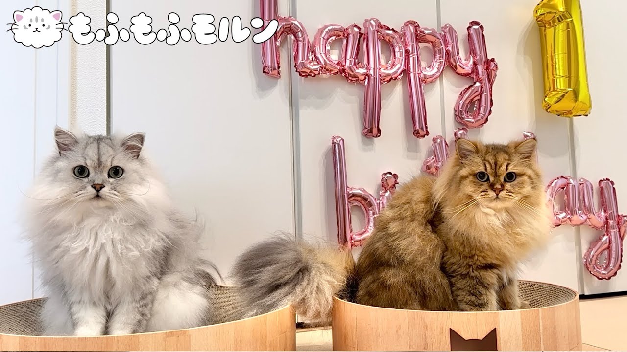 もふもふ子猫（妹）の1歳の誕生日 【サイベリアン】