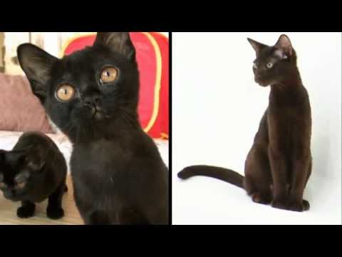 Cats 101 Animal Planet - Bombay ** High Quality **
