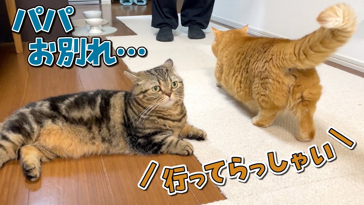 パパをお見送りするかと思いきや、まさかの行動に出た猫が可愛すぎた！笑