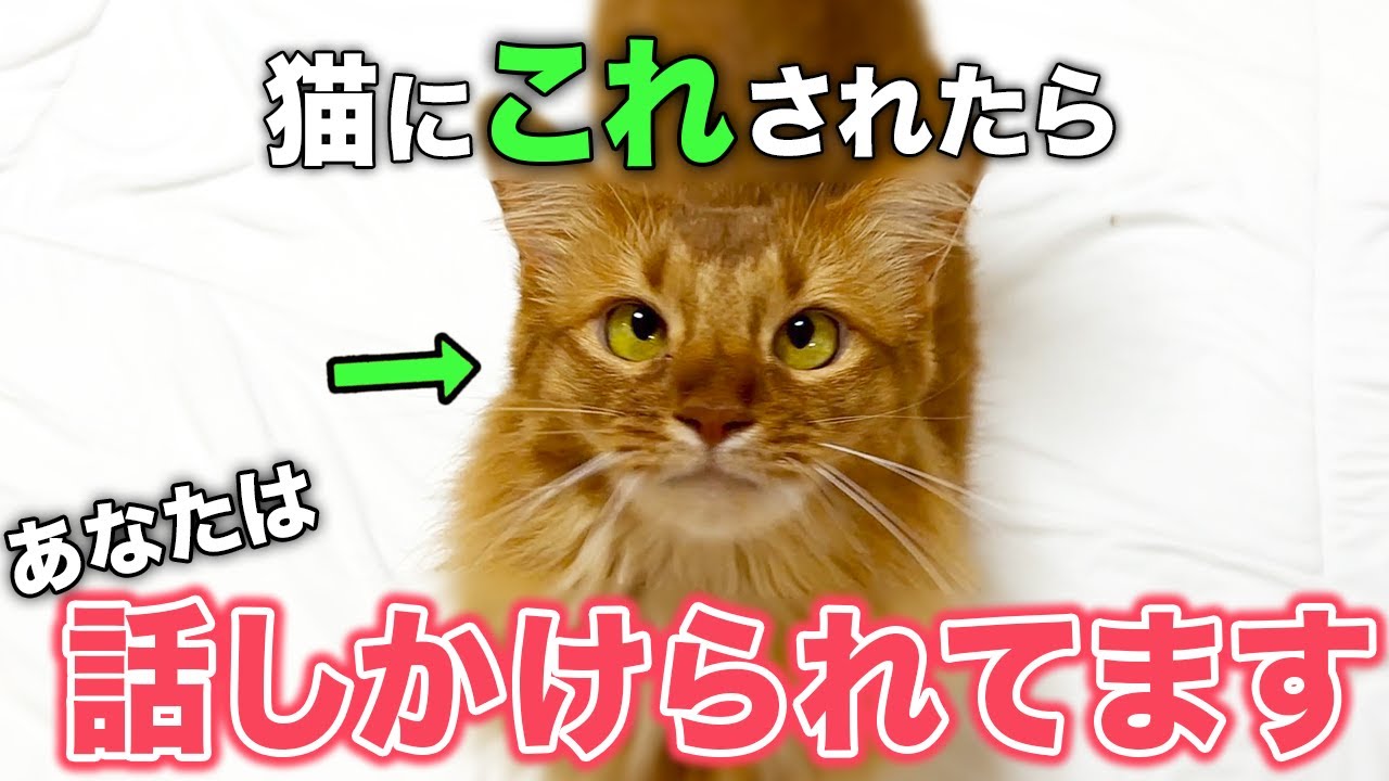 【完全版】猫が飼い主に話しかけているサイン9選