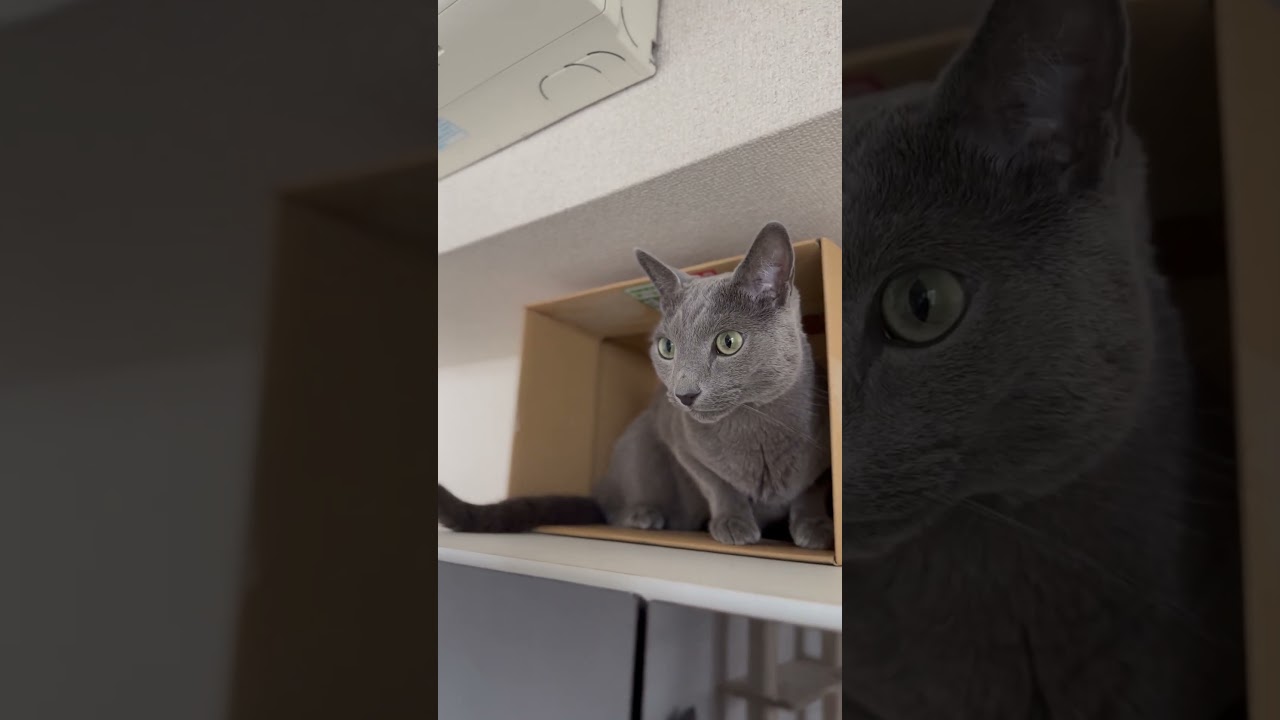 ウィルの毎日 386 眠り猫の位置。 #ロシアンブルー #RussianBlue