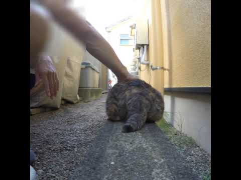 【Tail】１#shorts