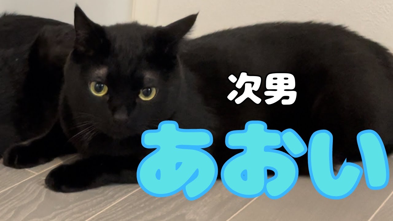 【かわいい黒猫の日常】ぼく、黒猫のあおい　大きな体に繊細な心の次男