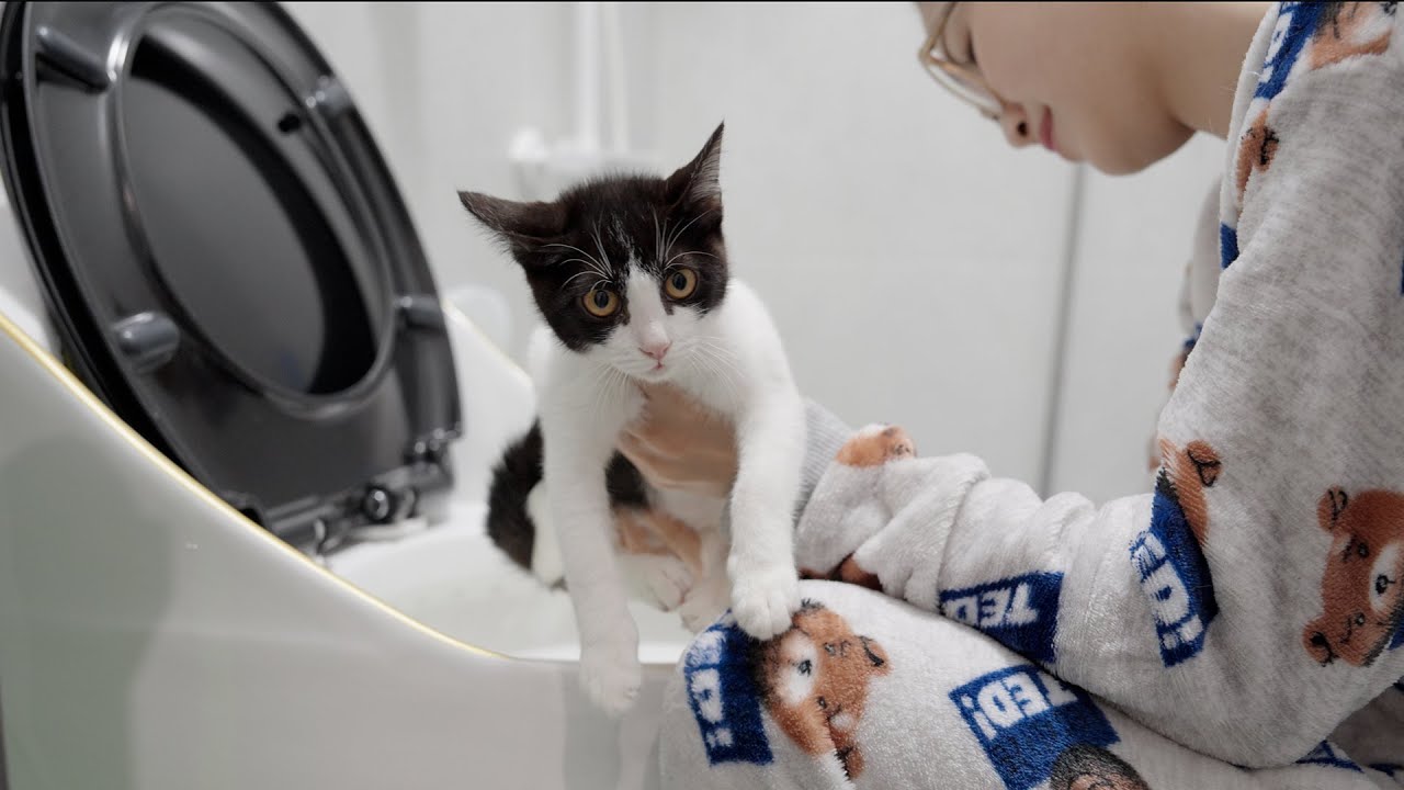後ろ足が不自由な子猫との生活｜1ヶ月以上世話してわかった排泄ケアの大変さと工夫
