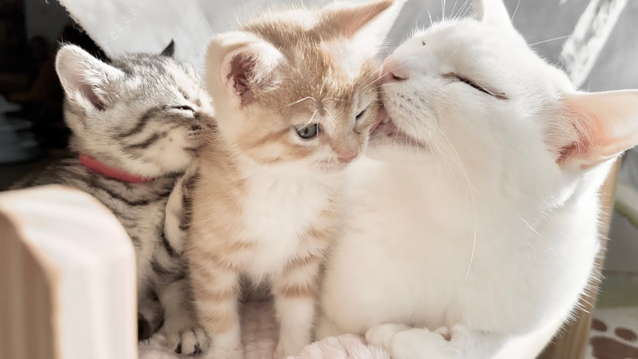 食後のお顔を先住猫にキレイにしてもらう子猫【かぐ告日記#22】A kitten having its face groomed by an older cat after eating.