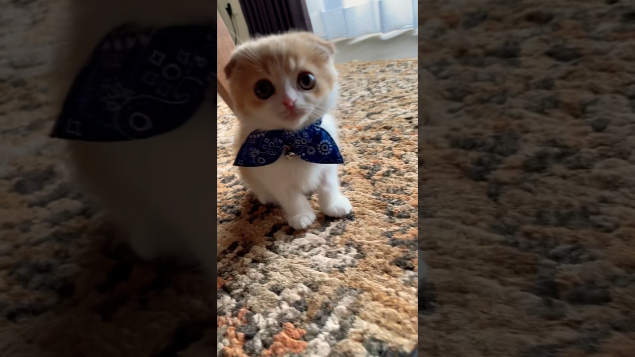 まるで妖精な子猫      #スコティッシュフォールド#子猫#猫#ネコ#cat#shorts