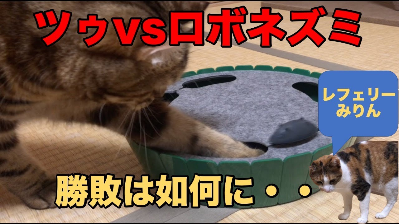 アメリカンカール ツゥちゃんVSおもちゃのロボネズミ　レフェリー三毛猫みりん　勝敗は如何に・・・