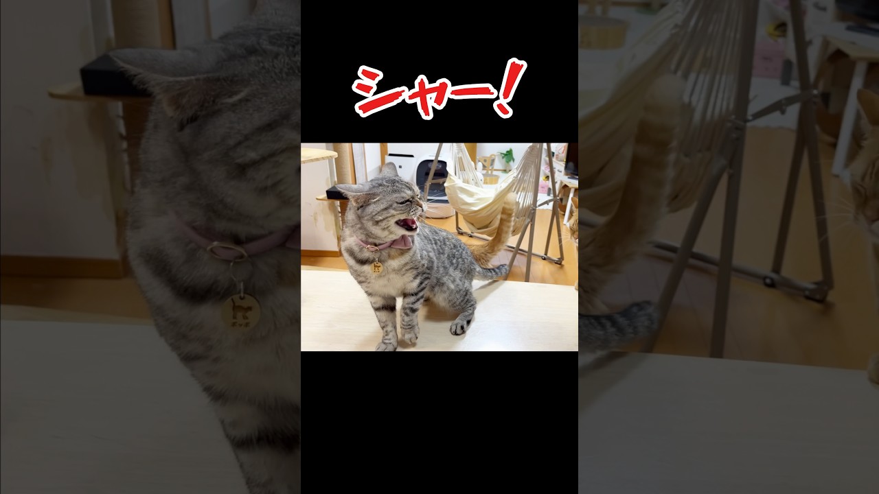 史上最大のとばっちり #猫 #マンチカン #shorts