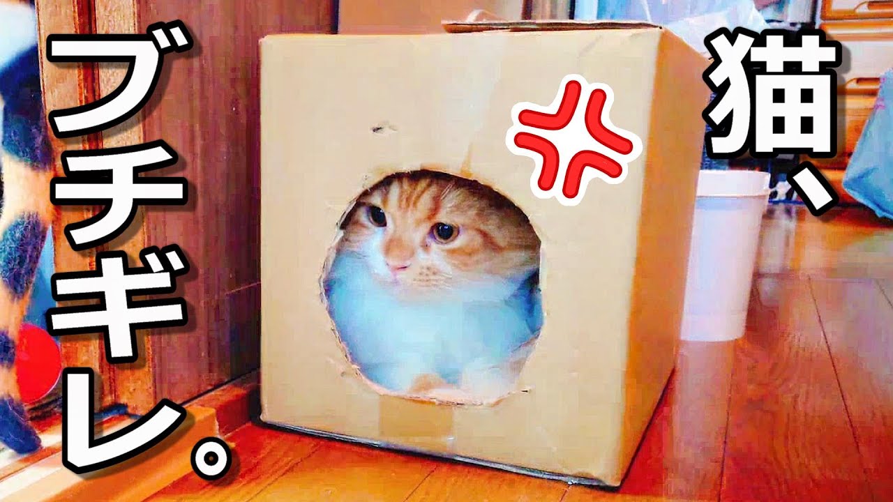 ブチギレた猫が籠城しました。【スコティッシュフォールド】
