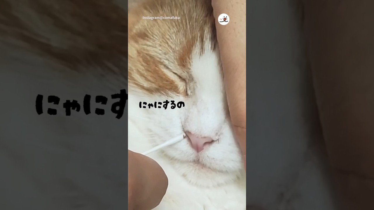 【ごっそり！】ニャンコさんの鼻くそとり｜PECO #アメリカンカール #茶トラ白 #保護猫 #愛猫家 #americancurl #redtabbywhite #rescuedcat