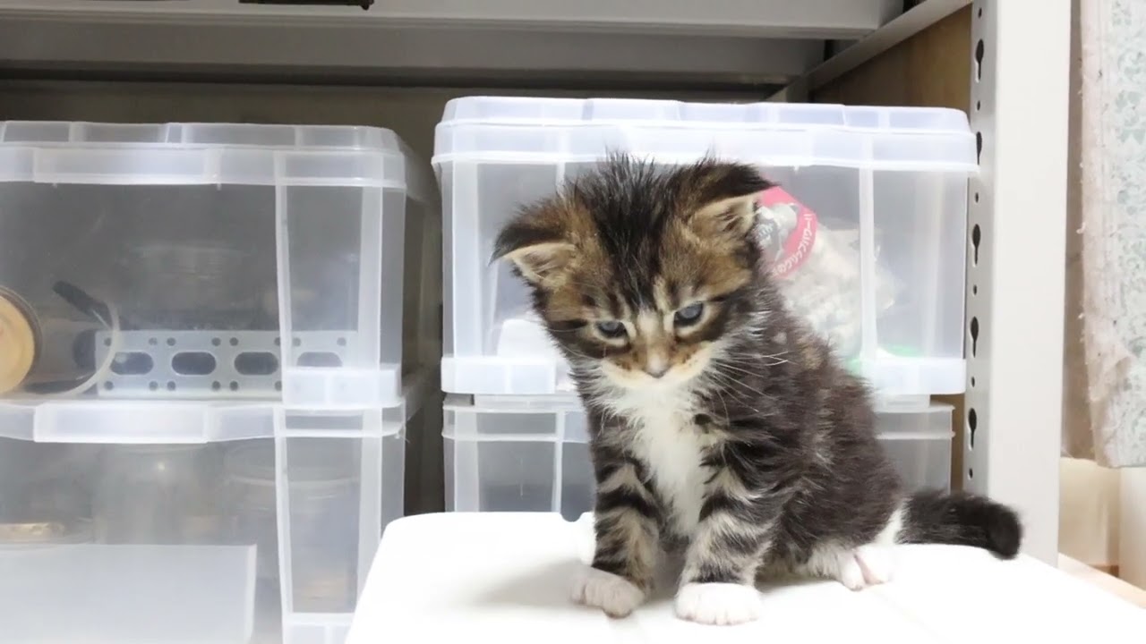 明日生後1ヶ月メインクーン子猫いとちゃん