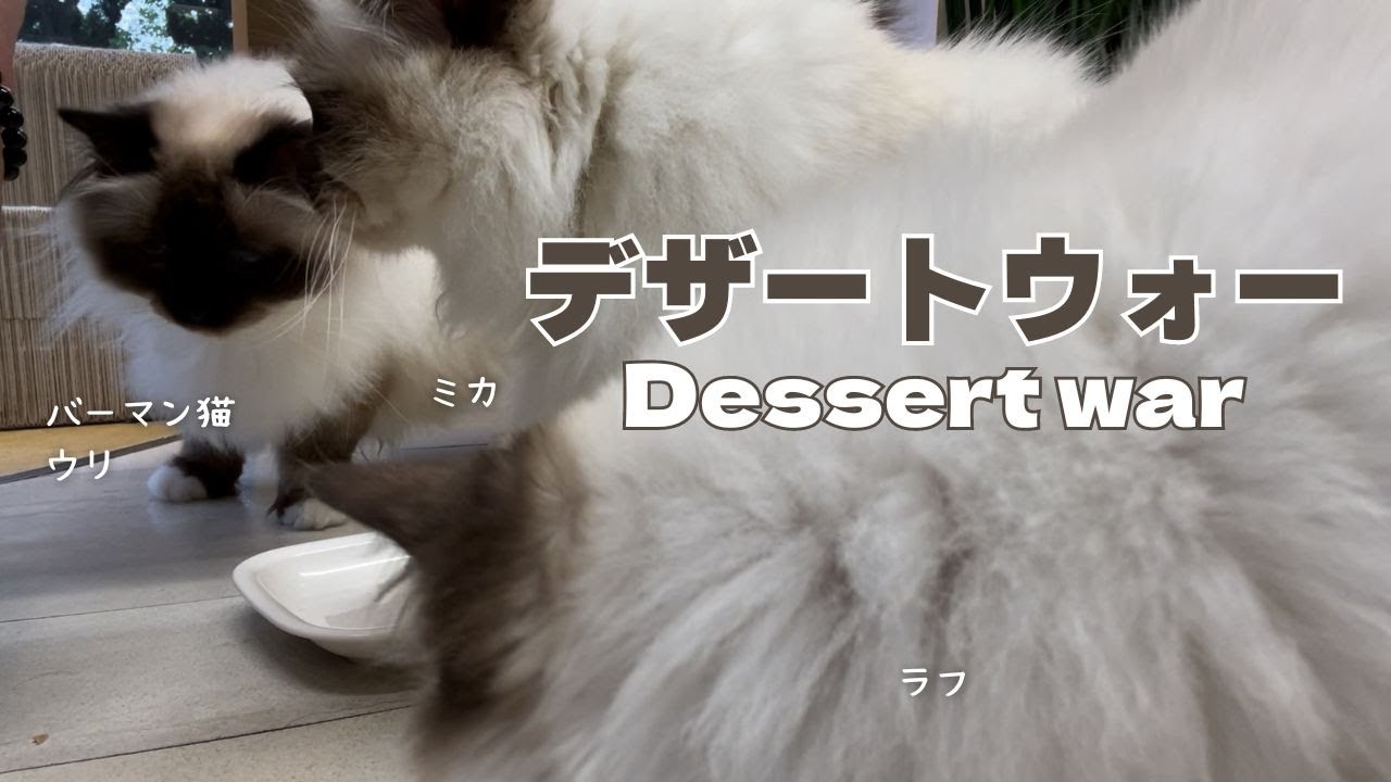 バーマン猫ラフとミカとウリ【デザートウォー】Dessert war（バーマン猫）Birman/Cat