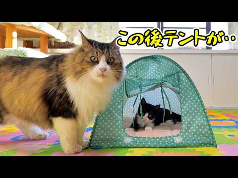 子猫達とボス猫父ちゃんのテント遊びがはちゃめちゃ過ぎた🎪🐈🐈💨【仲良し子猫姉妹の成長記録】